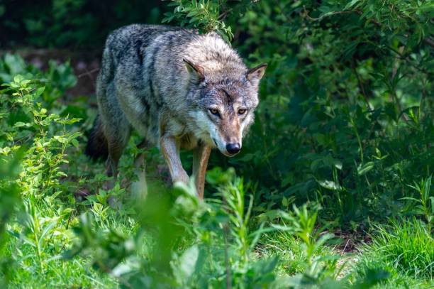 istock Large wolf stalking prey around on a green field 1447861411