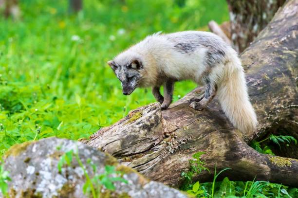 istock White common raccoon dog on a tree trunk on a field 1447861429
