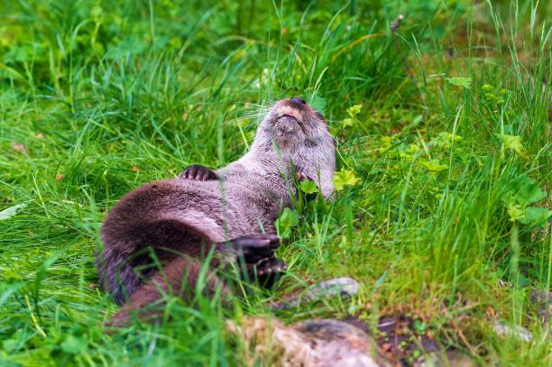 istock Adorable brown otter lounging on a green field 1447861439