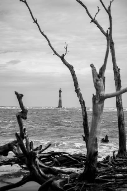 The vertical grayscale shot of branches before the Morris Island Lighthouse