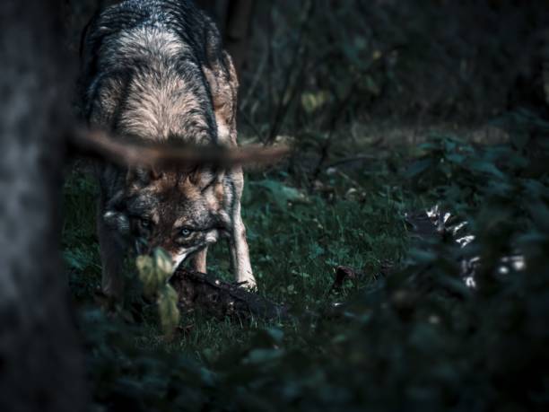 istock Close-up view of a Wolfdog looking while hiding in the greenery 1447862523