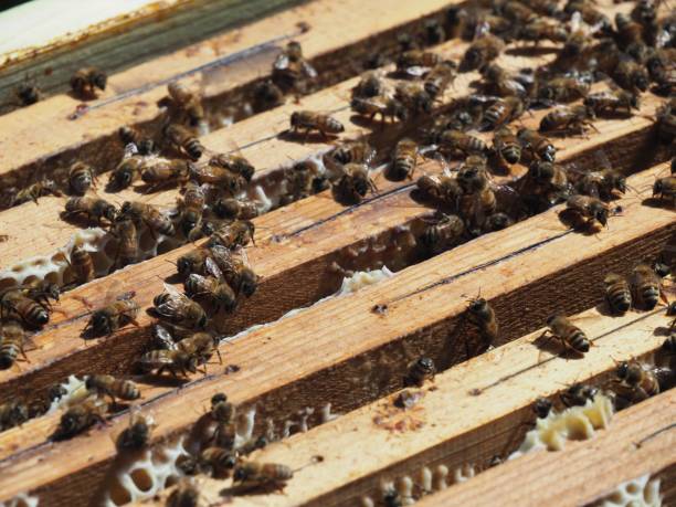 istock Master bee keeper pulls out a frame with honey from the beehive in the colony. 1447862937