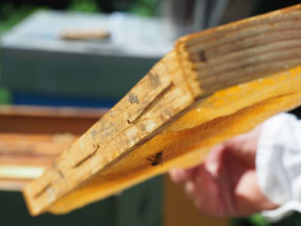 istock Master bee keeper pulls out a frame with honey from the beehive in the colony. 1447863036
