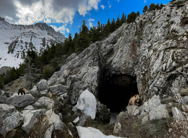 time for the bear to wake up from hibernation and rest at the cave entrance stock photo