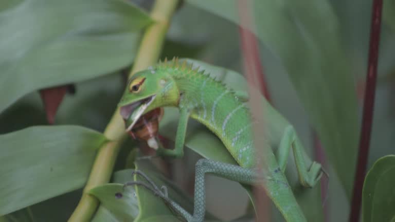 Closeup of a green iguana eating an insect on plant leaves in HD