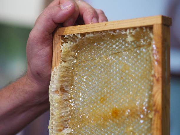 istock bee keeper extracting and dripping organic honey from bee honeycombs at home 1447863426