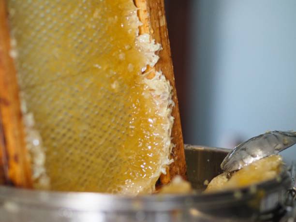 istock bee keeper extracting and dripping organic honey from bee honeycombs at home 1447863503