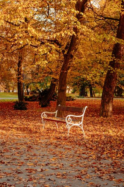 istock Empty bench by path in idyllic autumn park with orange foliage 1447864710