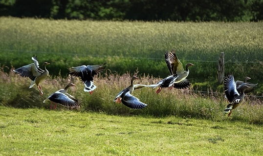 A group of flying ducks over the meadow