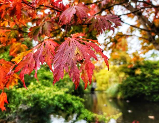 istock Closeup shot of red maple leaves on the tree branches 1447865823
