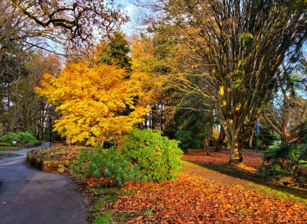 istock Idyllic fall scenery with bushes and trees with colorful leaves 1447866037