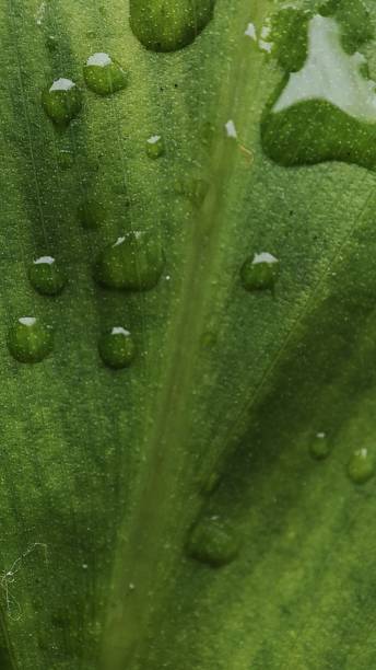 istock ornamental flower leaves 1447866063