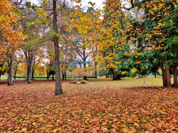 istock Park in the autumn with yellow tree leaves fallen on the ground 1447866076