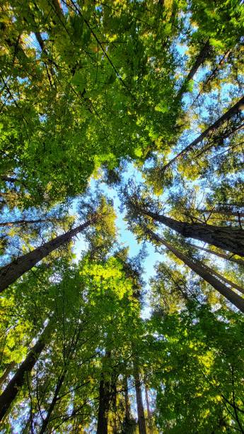 istock Low-angle shot of trees in a forest on a sunny day 1447866395