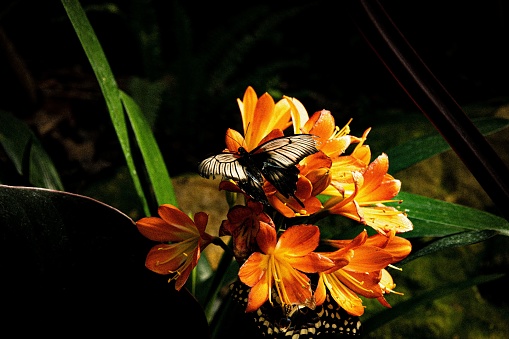 A closeup shot of a Great mormon butterfly on orange lily flowers against the isolated background