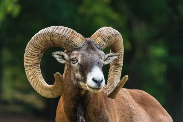 A closeup shot of a cute mouflon with long curved horns against the isolated background