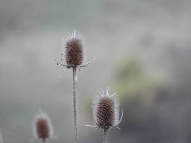 istock Closeup shot of  teasel (Dipsacus) 1447866790