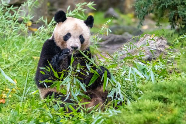 istock Young giant panda, portrait 1447866831