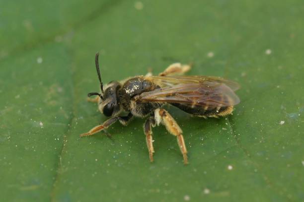 istock Closeup on the small Hawthorn mining bee, Andrena chrysosceles sitting on a green leaf 1447867007