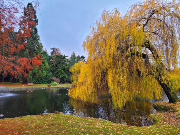 istock Beautiful view of a park with a lake in fall 1447867014