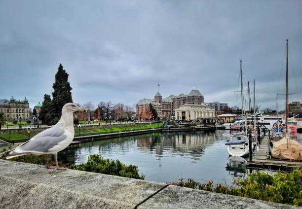 istock Seagull on bridge near the small port 1447867028