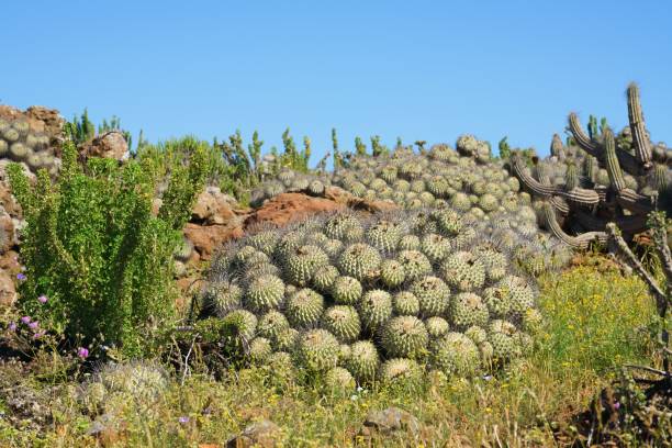 istock Vegetation and cactuses in the Atacama Desert under a clear blue sky 1447867542