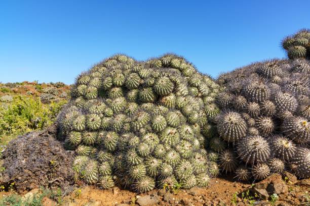 istock Cactuses in the Atacama Desert under a clear blue sky 1447867569