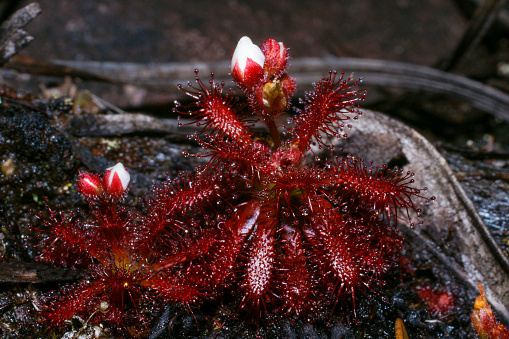 Carnivorous sundews are widespread on the table-top mountains of the Guiana highlands.