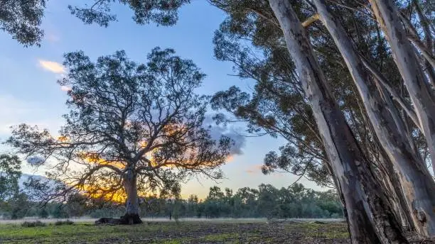 Large dramatic gum tree at dusk with other trees leaning in towards it