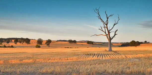 Dead tree in harvested wheat field at sunset with beautiful warm golden side light and rich colours