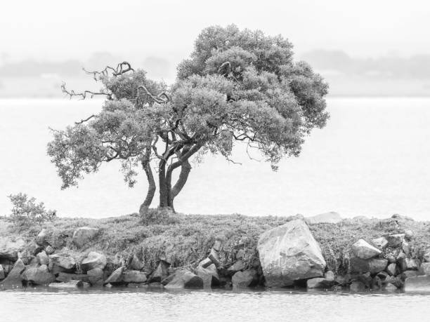 istock Lone tree at water's edge in Gippsland Lakes 1447870162