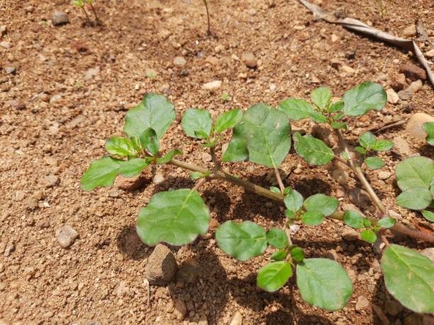 istock Trianthema portulacastrum plant. 1447873911