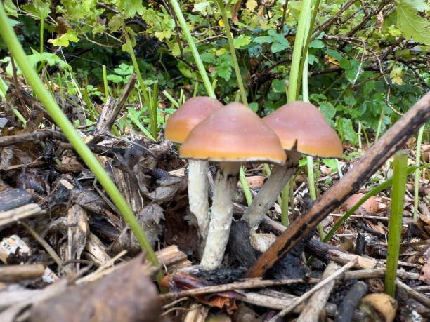 grzyby psychoaktywne - mushrooms mushroom fungus fungi undergrowth zdjęcia i obrazy z banku zdjęć
