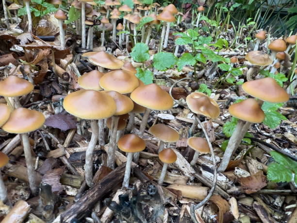 grzyby psychoaktywne - mushrooms mushroom fungus fungi undergrowth zdjęcia i obrazy z banku zdjęć