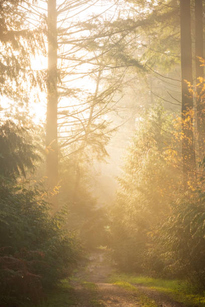 istock Forest path during an autumn morning in the Veluwe nature reserve 1447875270