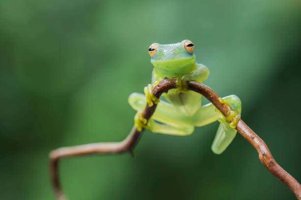 Glass frog Frog of Costa Rica glass frog stock pictures, royalty-free photos & images