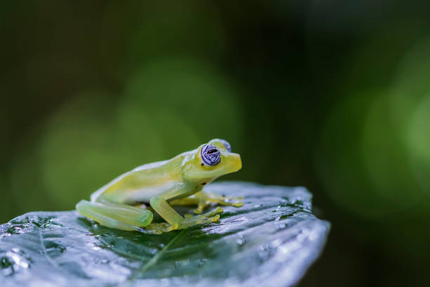 Glass frog Sachatamia ilex glass frog stock pictures, royalty-free photos & images