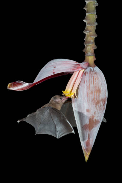 Pallas's long-tongued bat