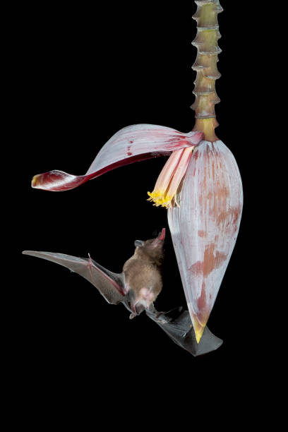istock Pallas's long-tongued bat 1447879025