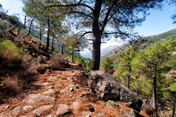 istock Camino de los Tres Pinos 1447879824