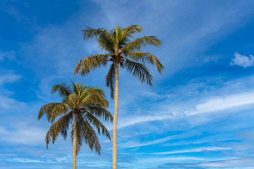Background tropical nature landscape with two palm trees on amazing blue sky with clouds, fantastic wallpaper. Concept of summer vacation and business travel. Beauty in tropic climate. Copy text space