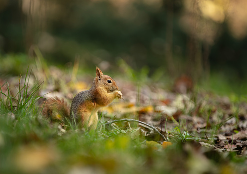 The Caucasian squirrel or Persian squirrel, is a tree squirrel in the genus Sciurus found in temperate broadleaf and mixed forests in south-western Asia.\nLocation : Istanbul - Turkey