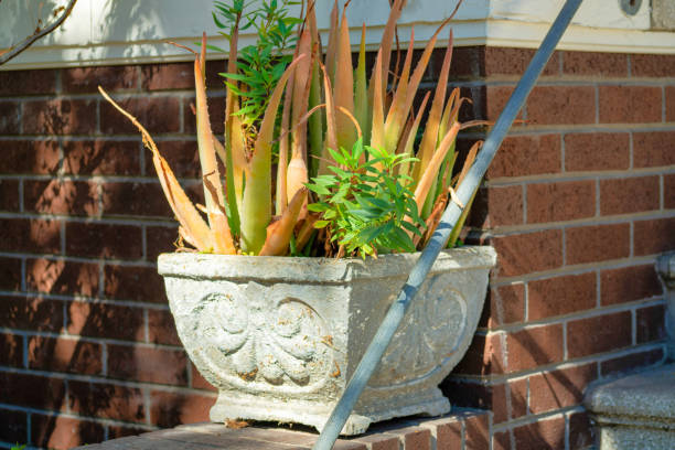 plante du désert dans un pot blanc décoratif sur un patio en brique ou un perron avec des escaliers et une main courante en métal près de la porte d’entrée dans la cour de la maison - front stoop photos et images de collection