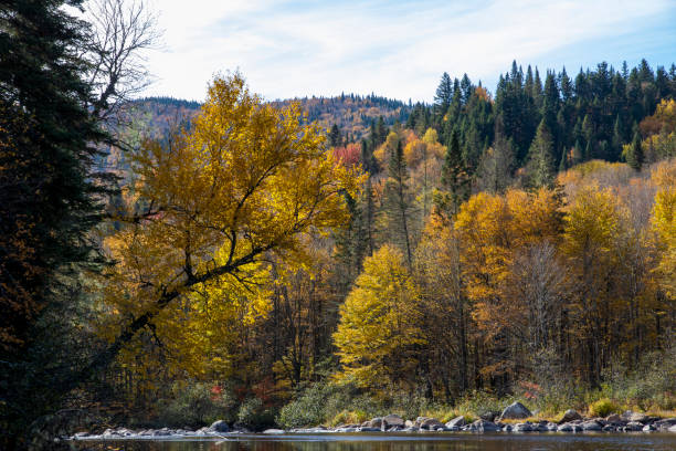 istock River at Jacques Cartier National Park. Quebec. Canada. 1447883861