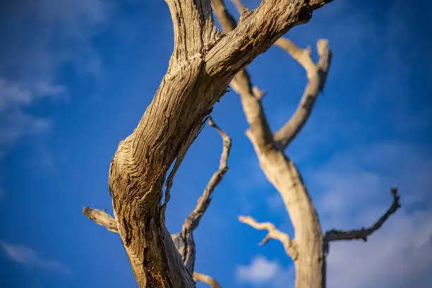Close up of dead tree branches against blue sky at sunset