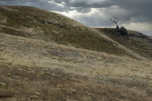 Lone tree on dry grass hill with dramatic stormy sky