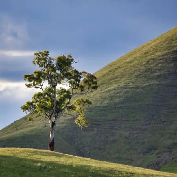 Beautiful backlit gum tree against green hill at sunset with grey clouds behind, forming a geometric pattern.