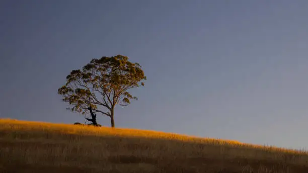 Gum trees on grassy hill at sunset with golden light