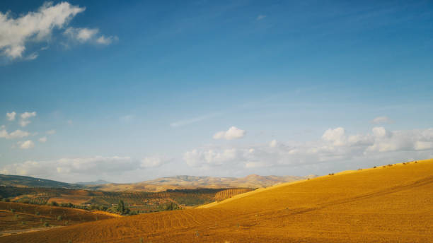 Agriculture field in Morocco
