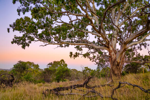 Australian gum tree in bushland with dry grass and sunset colours at dusk